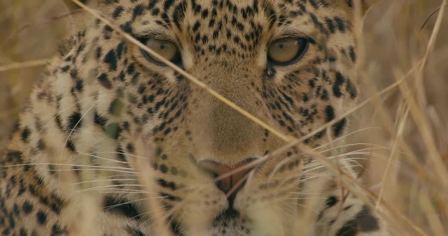 Leopard lies on ground among grass staring