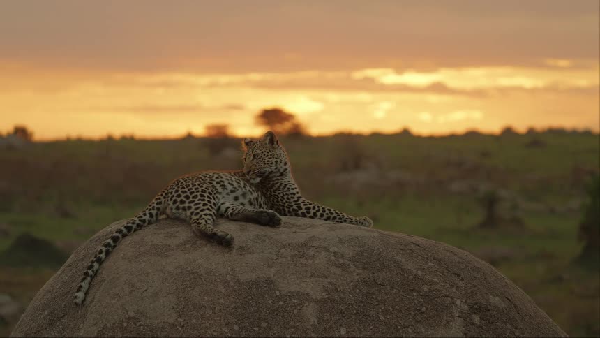 A leopard is sitting on a rock during sunset