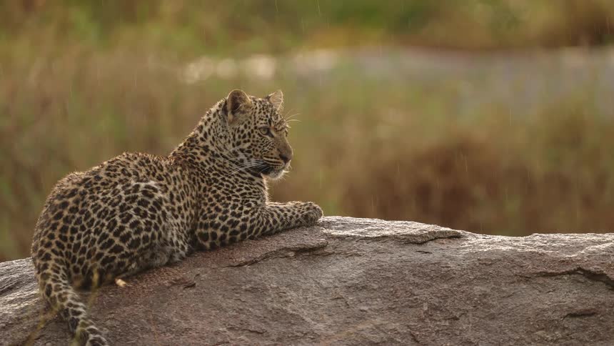 A leopard is sitting on a rock while its raining