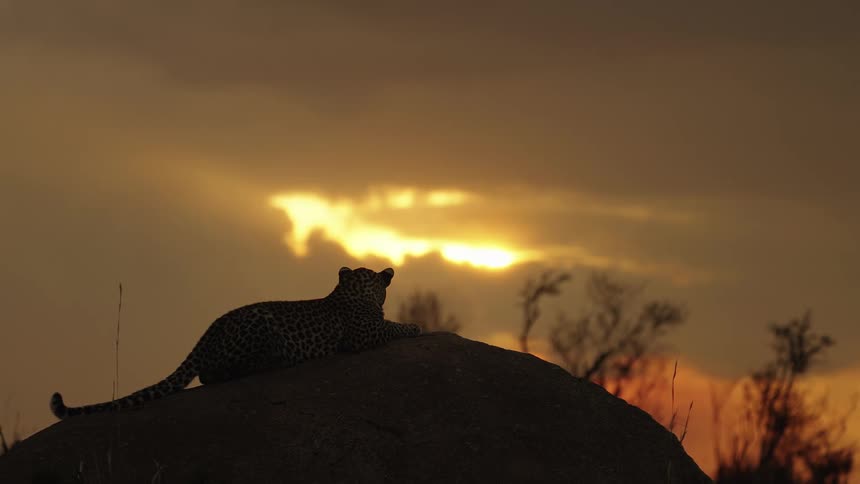 A leopard on a rock is displayed during sunset