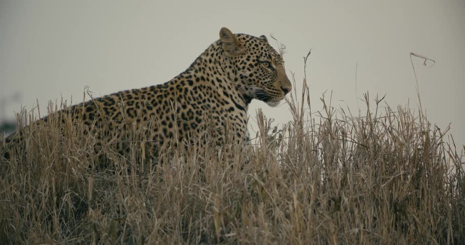 The leopard is sitting in the grass