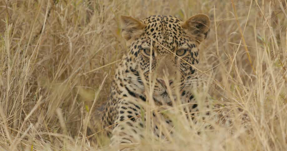 A leopard in the grass