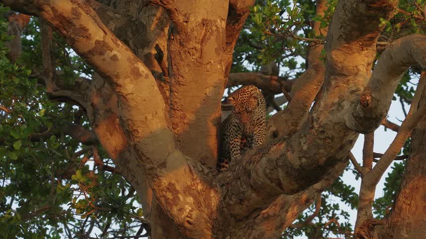 A leopard is climbing in a tree during spring