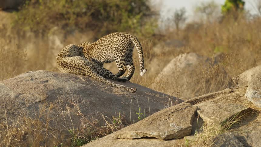 Two leopards are playing together in the jungle