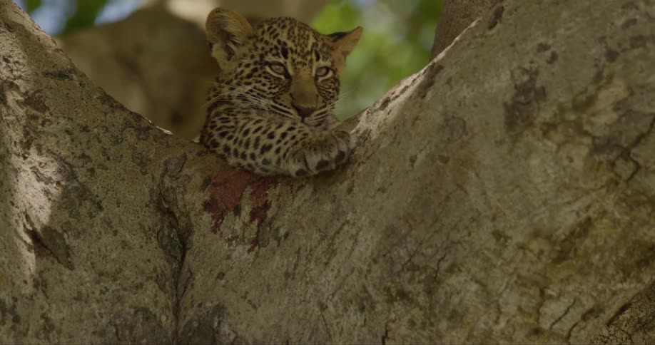A leopard cub rests in crook of large tree