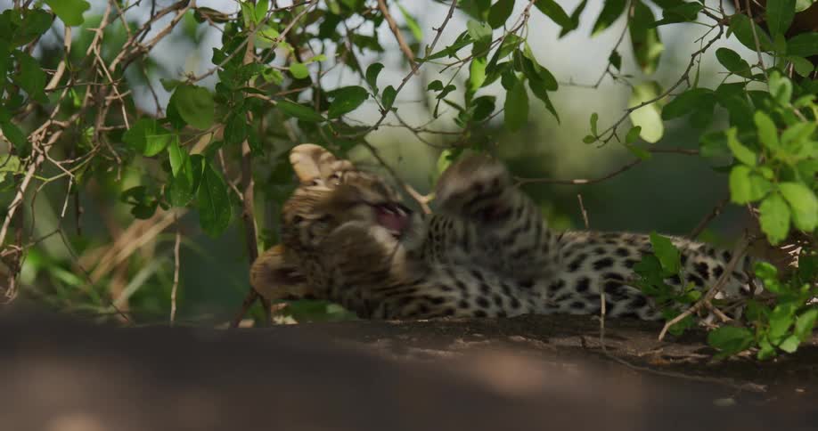 A leopard cub is laying on the ground during the day