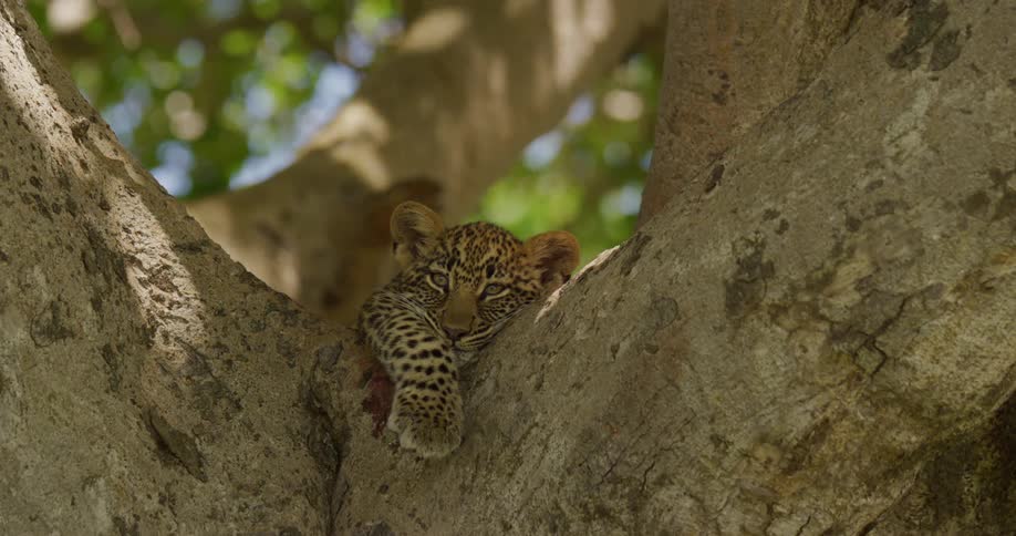 A leopard cub resting in the tree