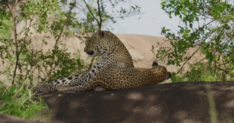 Mother and cub leopards are playing together in the jungle