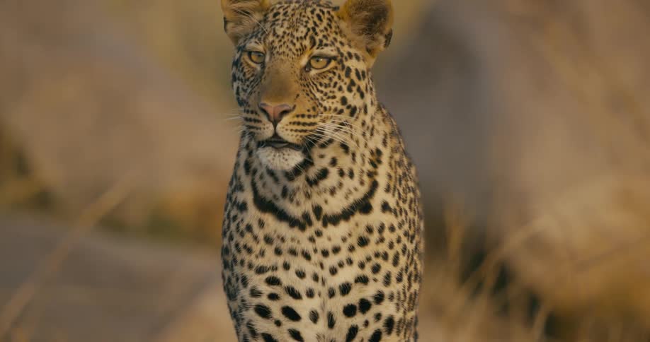 A leopard walking toward the camera