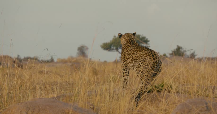 Leopard sits on large stone watching field