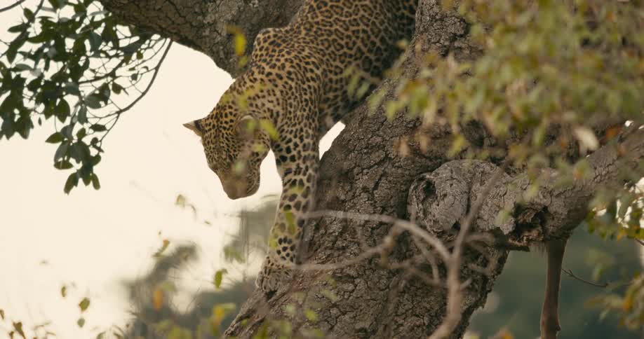 A leopard is climbing down a tree