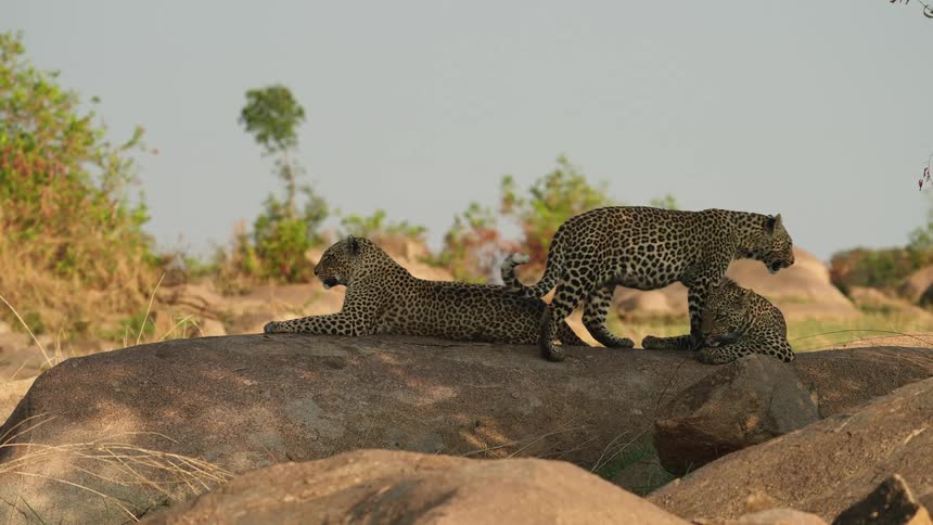 Three leopards are resting on a landscape