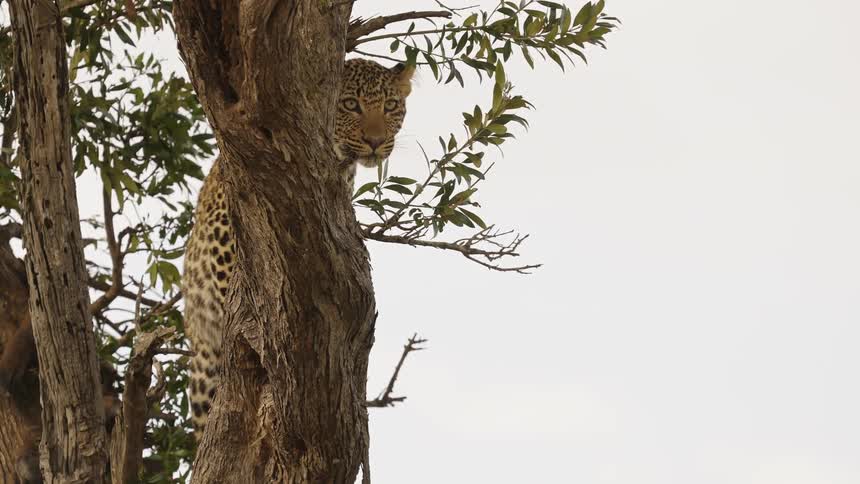 A leopard is sitting high up in a tree
