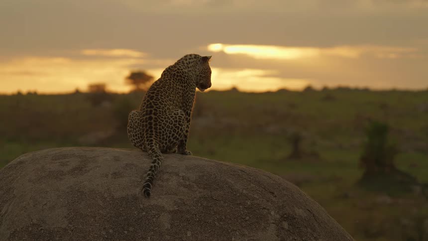 A leopard is sitting on a rock during sunset