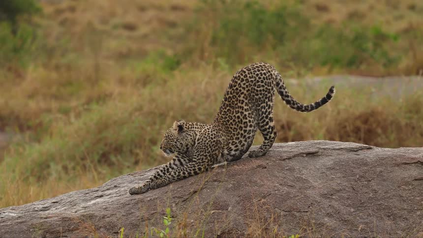 A leopard is stretching outdoors in a jungle