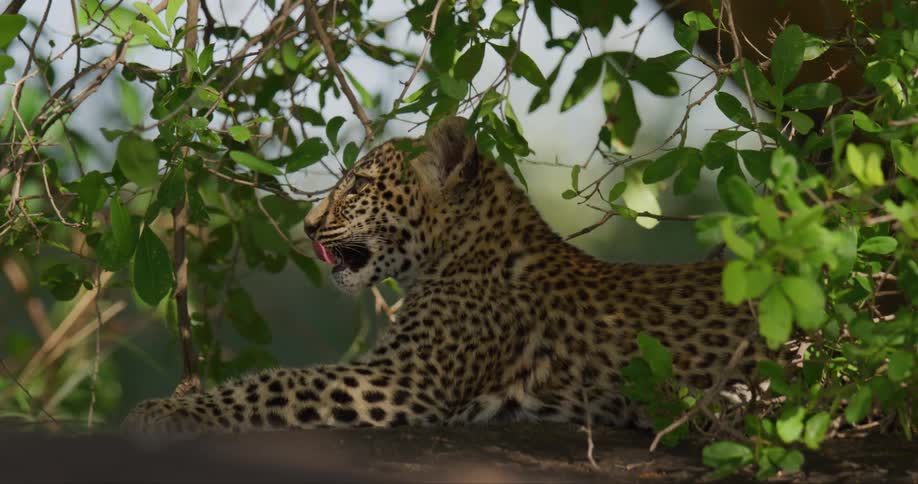 Leopard cub licks its lips while lying in shadows under tree