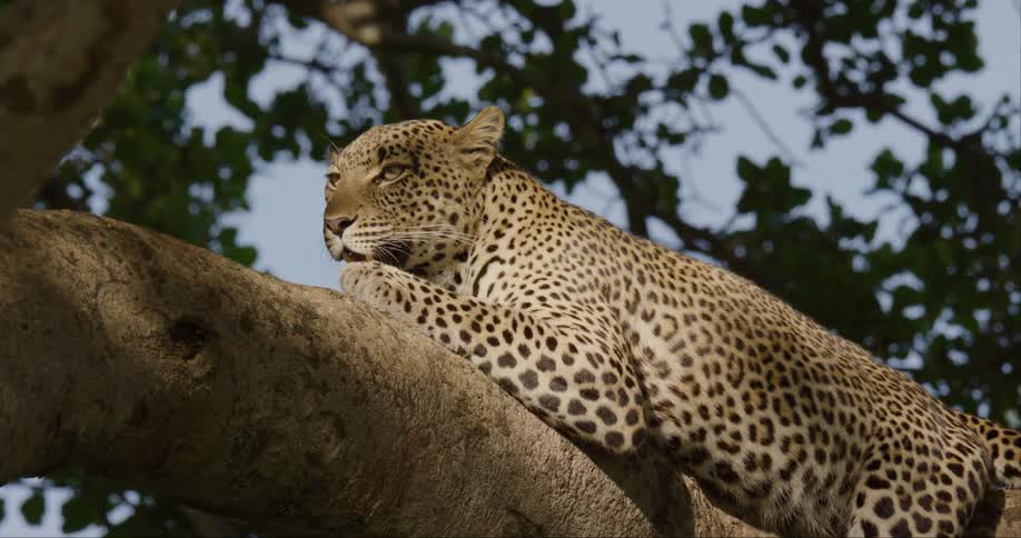 Leopard perched on a large branch of a tree staring off into the distance