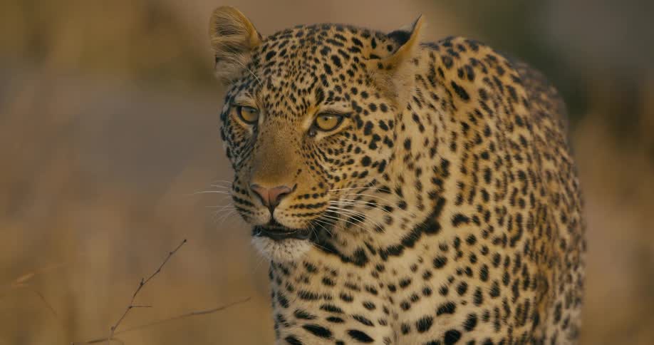 A leopard is walking in grass lands