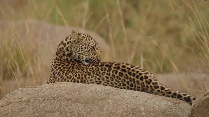 A leopard is grooming itself in the jungle
