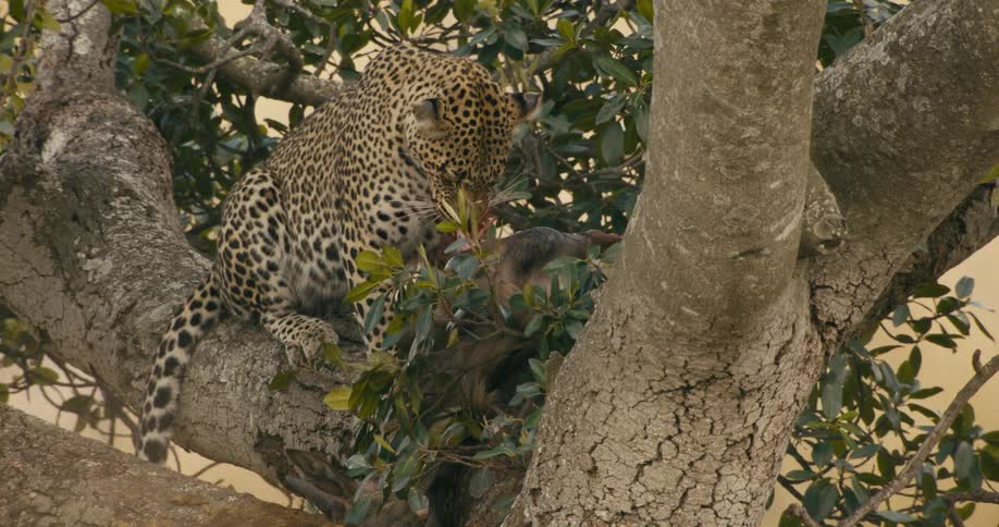 Leopard eating a dead carcass in a tree