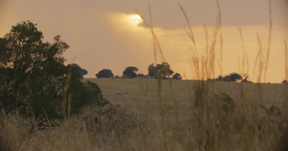 Leopard resting on a mount at sunset with a view