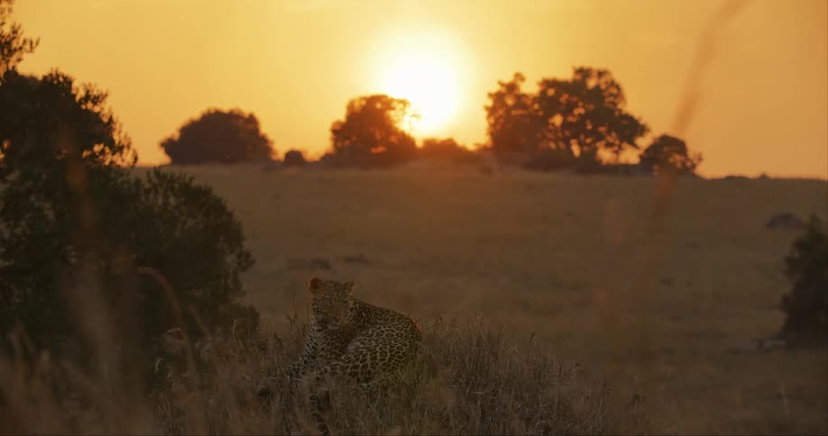 Leopard laying the the grass looking side to side during a sunset