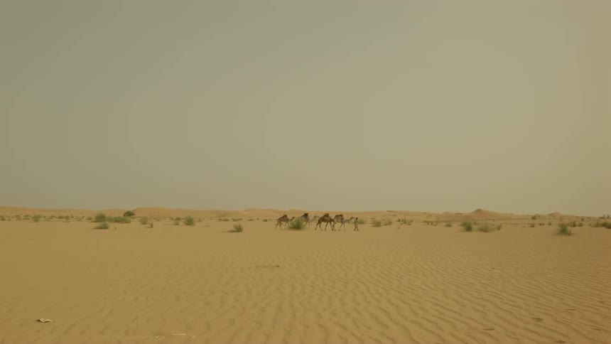 A person leads camels across a desert