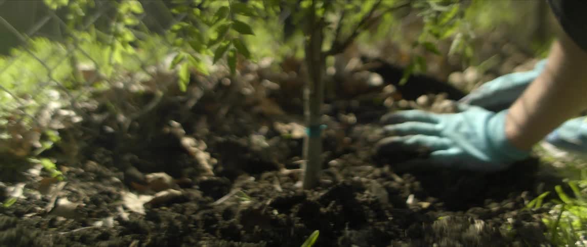 Person spreading dirt around a newly planted tree