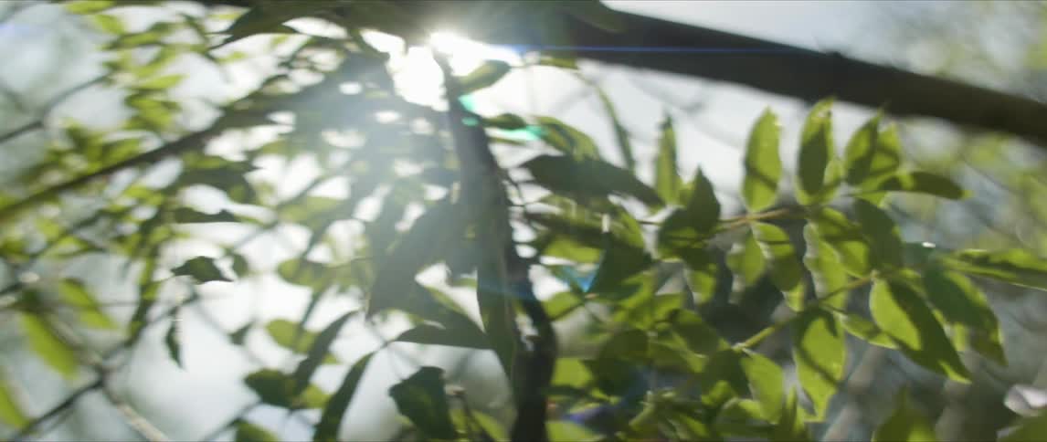 The sun casting rays on tree leaves as the wind blows them