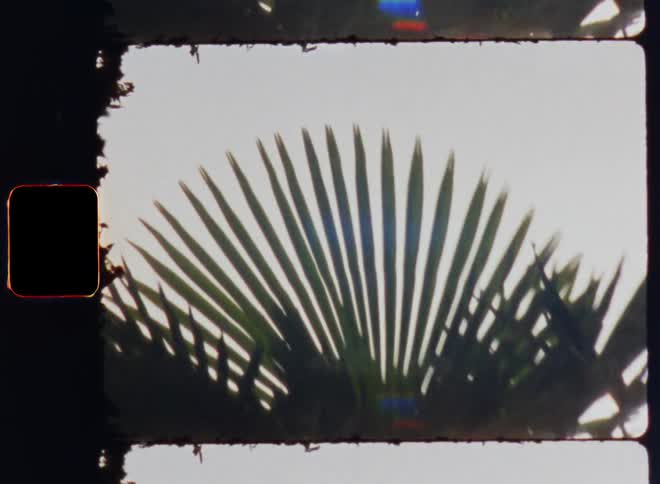 Landscape of leaves of a palm tree with sunlight reflecting