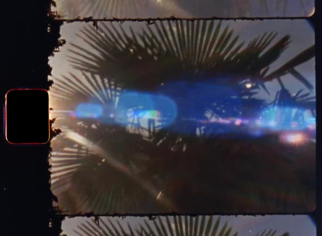 A vintage looking film shows a palm tree with the sun shining through it