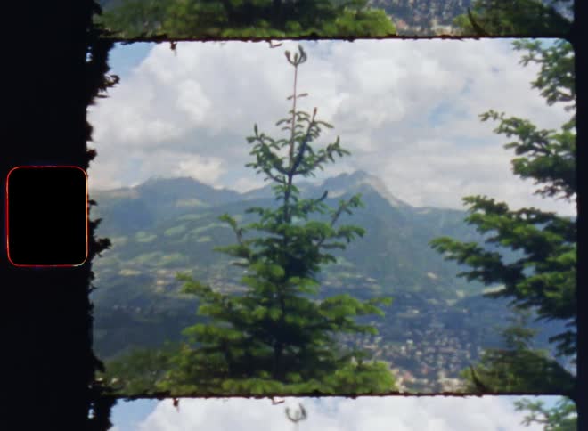 A forest with lot of trees and a mountain