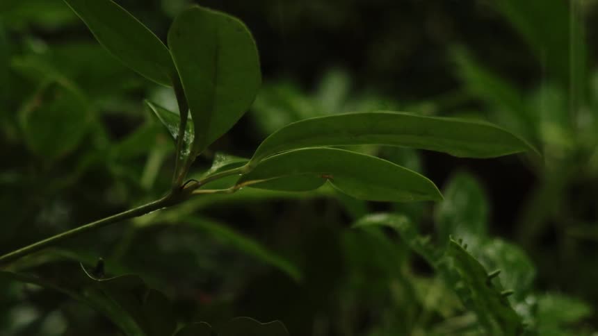 The rain is falling on the plants