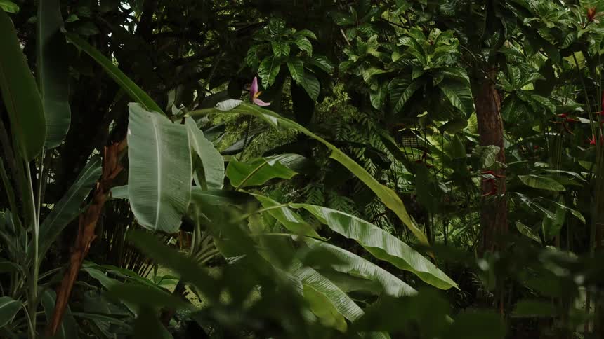 It is raining in the forest