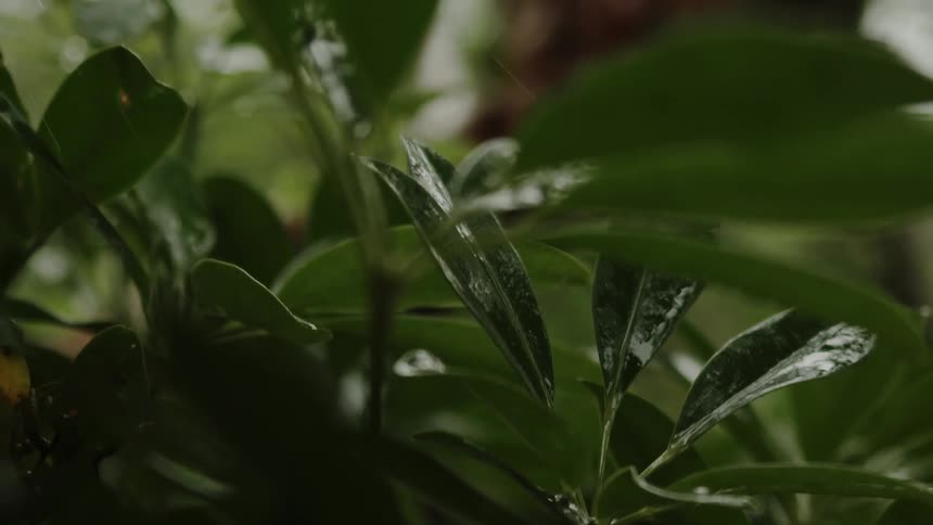 Plants move in the breeze as rain falls on the green leaves