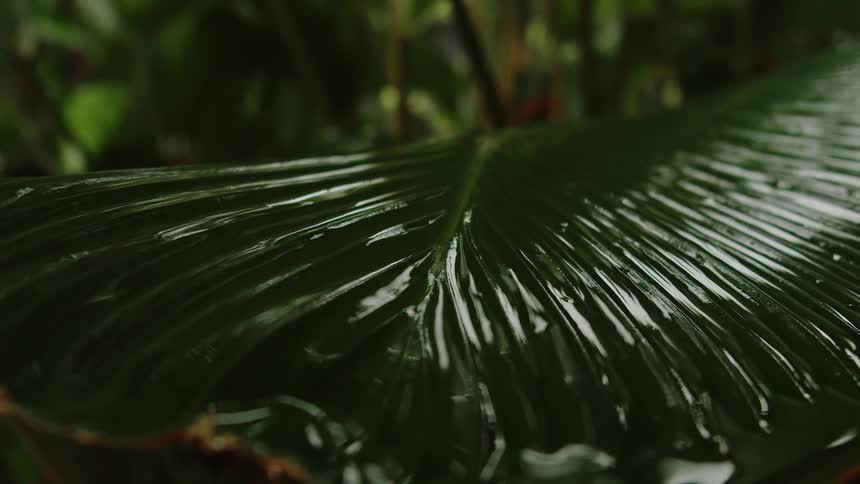 A close up of a large green plant leave with water covering it and pooling at the end of the leaf