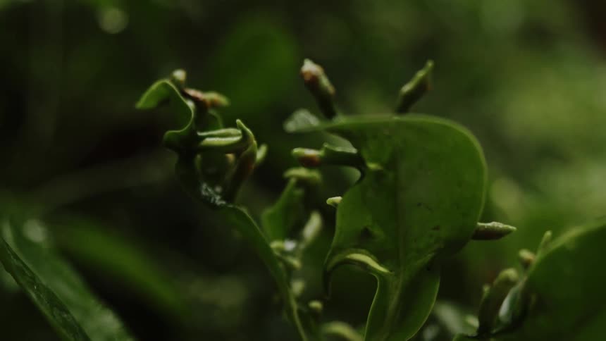 Close up view of tropical plants is displayed