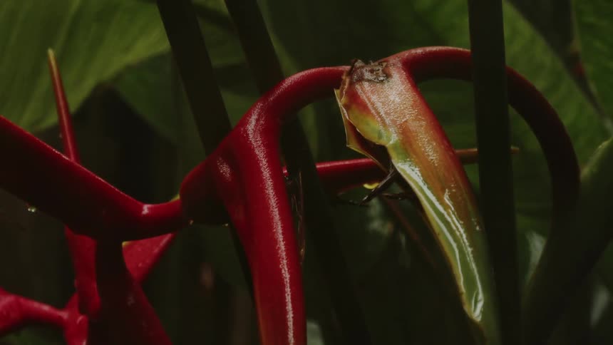 The plant in the tropical rain forest is drippling water