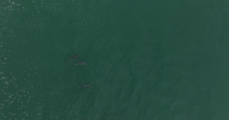 Dolphins swim through the ocean near Malibu, California