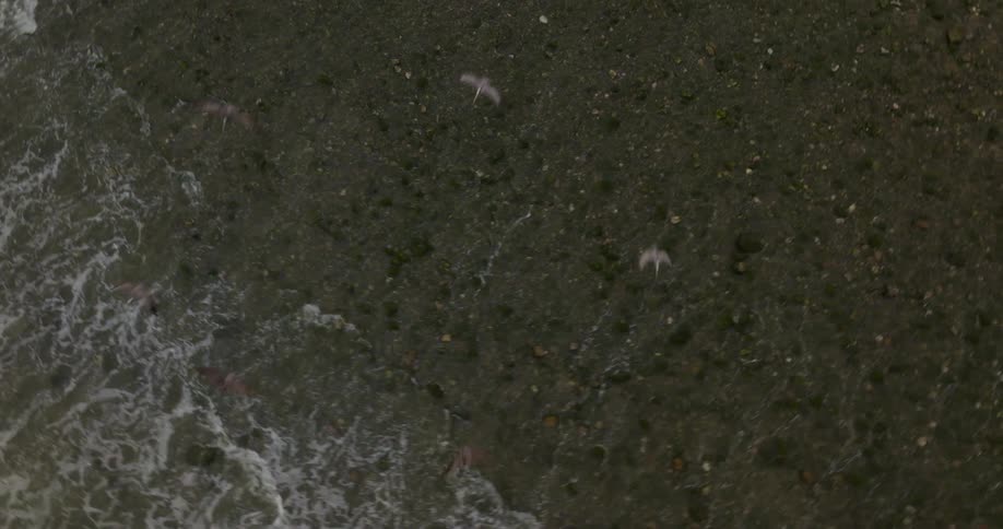 Birds are flying above the sandy beach