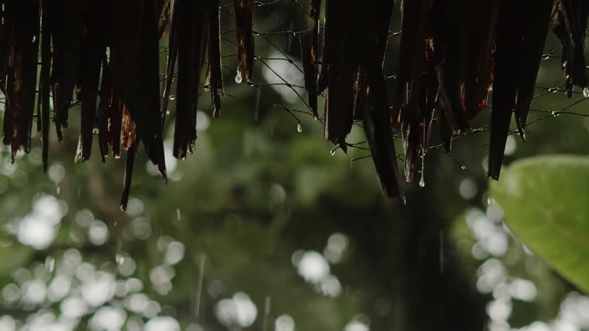 Rainy forest landscape