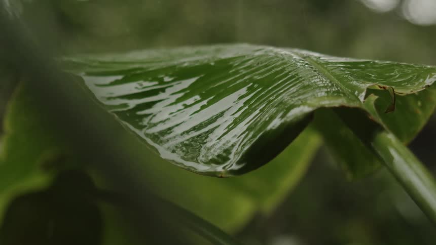 Train pours on the leaf