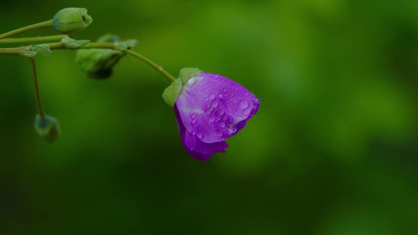 Water drips from the flower