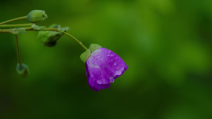 Water drips off the flower