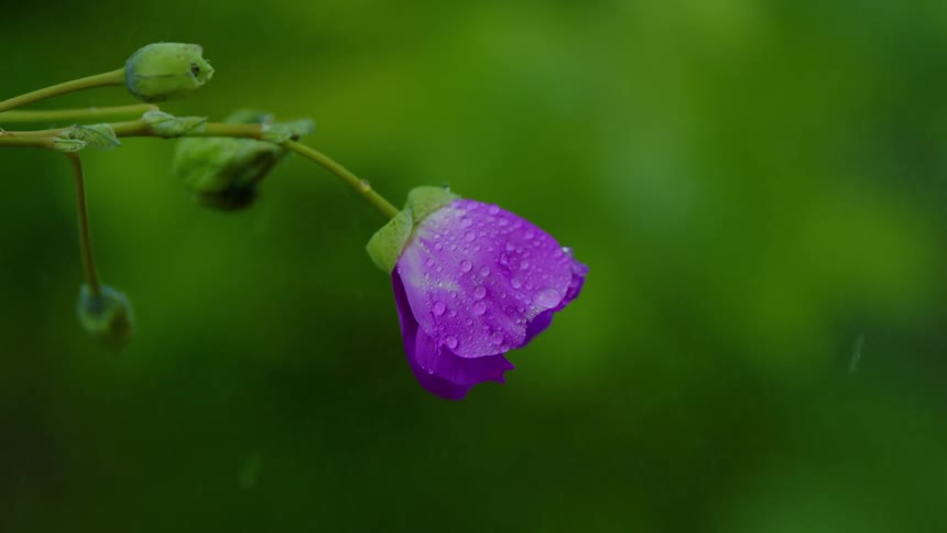 Rain falls on the flower