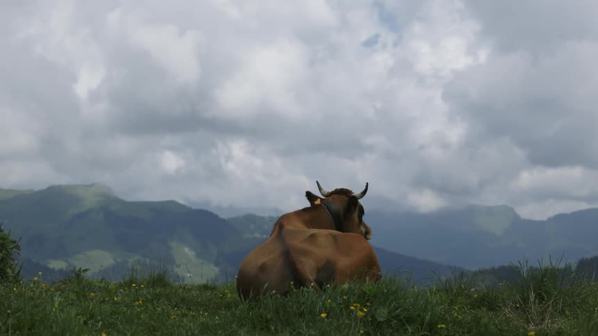 A cow rests in the grass under a cloudy daytime sky