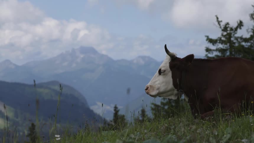 A cow rests in the grass on a hillside in a mountainous countryside during the day