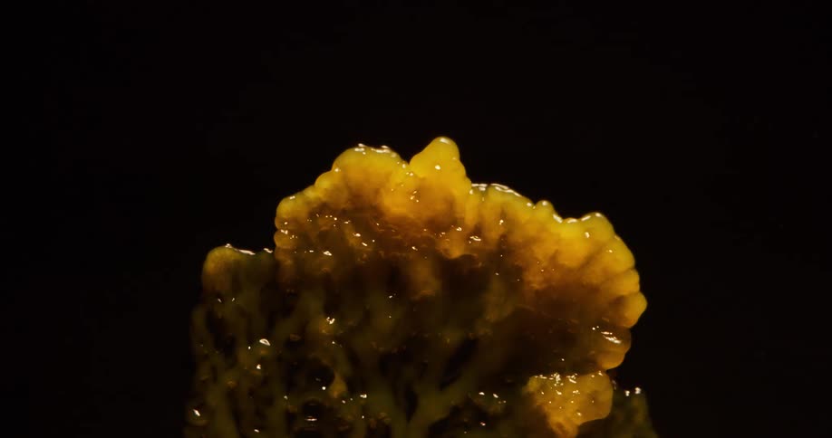 The spore grows and pulsates