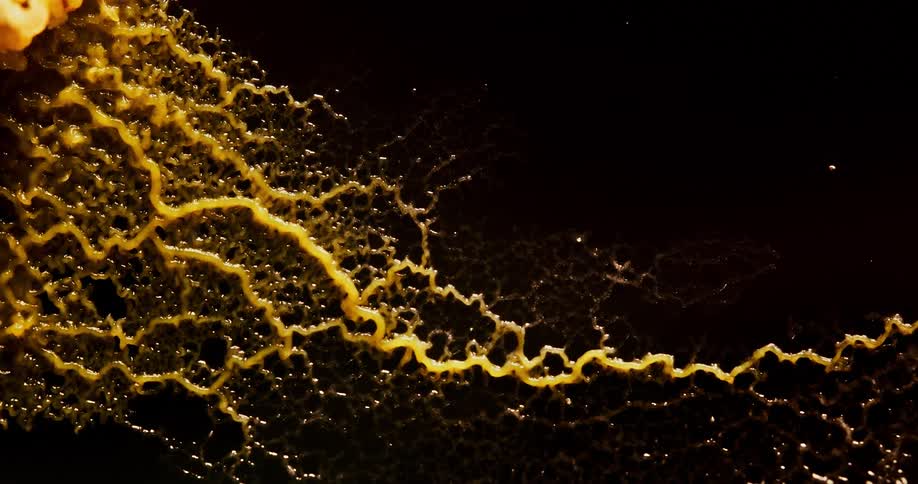 The fungus grows and spreads