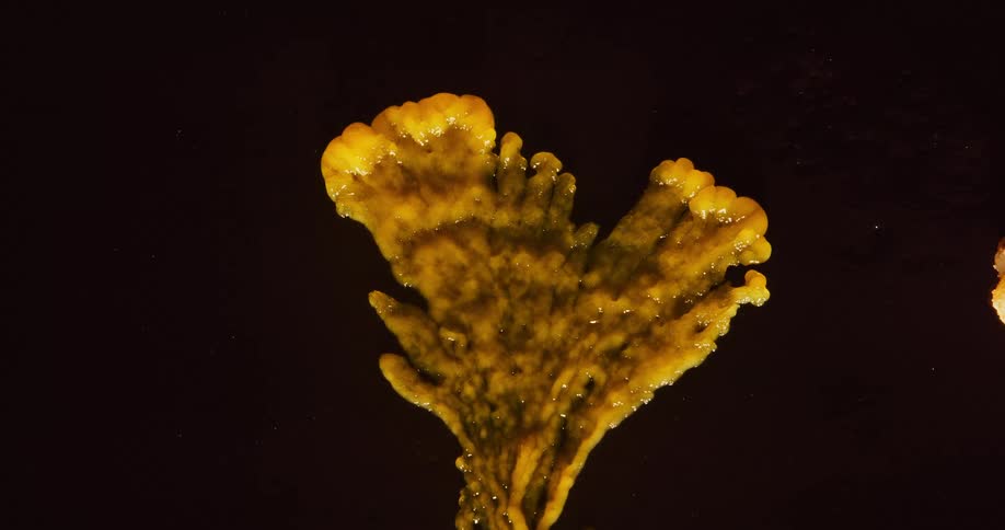 The yellow fungus moves